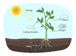 Translocation and Respiration in Plant Growth and Development