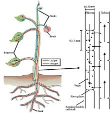 Translocation and Respiration in Plant Growth and Development