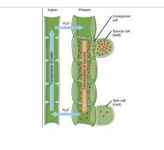 Translocation and Respiration in Plant Growth and Development