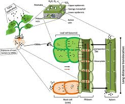 Translocation and Respiration in Plant Growth and Development