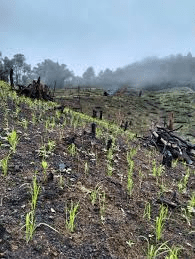 Process of Carrying Out Shifting Cultivation