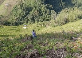 Process of Carrying Out Shifting Cultivation Process of Carrying Out Shifting Cultivation