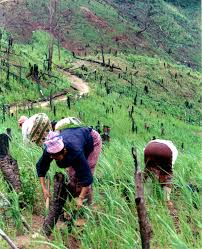Process of Carrying Out Shifting Cultivation Process of Carrying Out Shifting Cultivation