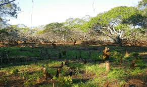 Process of Carrying Out Shifting Cultivation Process of Carrying Out Shifting Cultivation