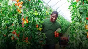 Challenges and Strategies for Enhancing Crop Processing Challenges and Strategies for Enhancing Crop Processing