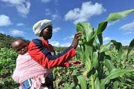 Challenges and Strategies for Enhancing Crop Processing Challenges and Strategies for Enhancing Crop Processing