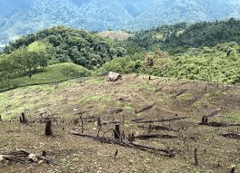 Advantages, Disadvantages and Prospects of Shifting Cultivation