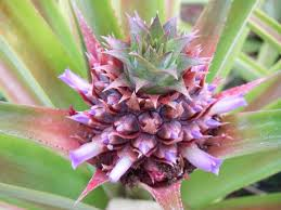 The Pineapple Flowers: Economic Importance, Uses, and By-Products