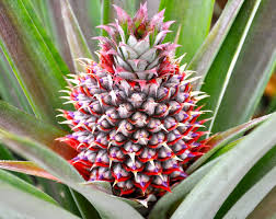The Pineapple Flowers: Economic Importance, Uses, and By-Products The Pineapple Flowers: Economic Importance, Uses, and By-Products