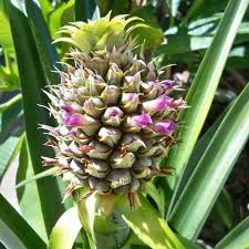 The Pineapple Flowers: Economic Importance, Uses, and By-Products The Pineapple Flowers: Economic Importance, Uses, and By-Products