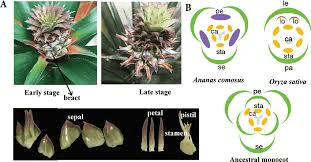 The Pineapple Flowers: Economic Importance, Uses, and By-Products The Pineapple Flowers: Economic Importance, Uses, and By-Products
