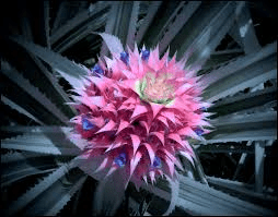 The Pineapple Inflorescence: Economic Importance, Uses, and By-Products The Pineapple Inflorescence: Economic Importance, Uses, and By-Products