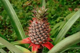 The Pineapple Inflorescence: Economic Importance, Uses, and By-Products The Pineapple Inflorescence: Economic Importance, Uses, and By-Products