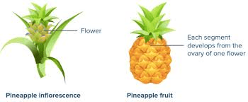 The Pineapple Inflorescence: Economic Importance, Uses, and By-Products The Pineapple Inflorescence: Economic Importance, Uses, and By-Products