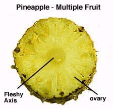 The Pineapple Ovary: Economic Importance, Uses, and By-Products