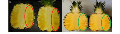 The Pineapple Ovary: Economic Importance, Uses, and By-Products