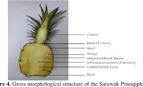 The Pineapple Ovary: Economic Importance, Uses, and By-Products