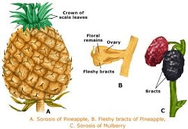 The Pineapple Ovary: Economic Importance, Uses, and By-Products