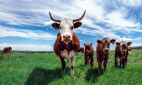 Principles and Challenges of Farming Systems Principles and Challenges of Farming Systems
