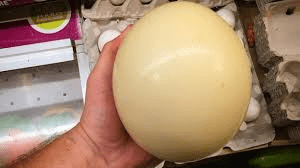 Nutritional and Health Benefits of Ostrich Eggs