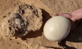 Nutritional and Health Benefits of Ostrich Eggs