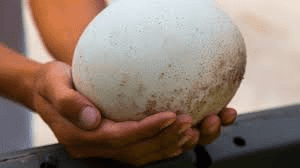 Nutritional and Health Benefits of Ostrich Eggs