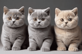 British Blue Cat Breed Description and Care Guide