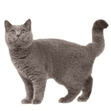 British Blue Cat Breed Description and Care Guide