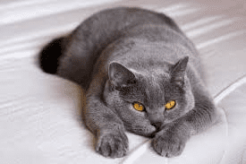 British Blue Cat Breed Description and Care Guide