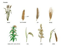 Harvesting Methods for Tropical and Cereal Crops