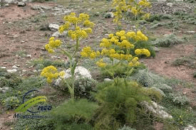 Importance and Health Benefits of Ferula Asafoetida Importance and Health Benefits of Ferula Asafoetida