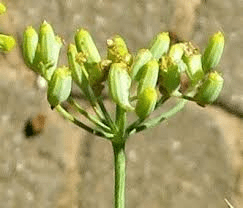 Importance and Health Benefits of Ferula Asafoetida Importance and Health Benefits of Ferula Asafoetida