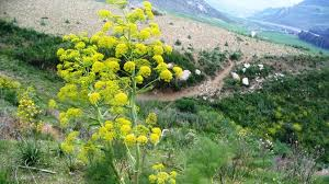 Importance and Health Benefits of Ferula Asafoetida Importance and Health Benefits of Ferula Asafoetida