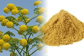 Importance and Health Benefits of Ferula Asafoetida Importance and Health Benefits of Ferula Asafoetida