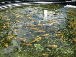 6 Factors to Consider Before Setting Up a Tilapia Fish Farm for Profits