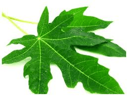 Health Benefits of Paw-Paw (Papaya) Leaves for Cancer and Others Health Benefits of Paw-Paw (Papaya) Leaves for Cancer and Others