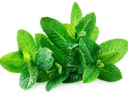 List of 23 Healing Herbs in the Bible