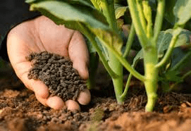 The Difference Between Manure and Fertilizers and How they Work The Difference Between Manure and Fertilizers and How they Work