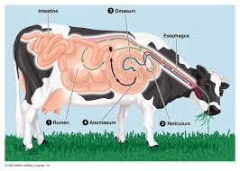 Worm Infestation on Ruminant Animals: Symptoms and Treatment