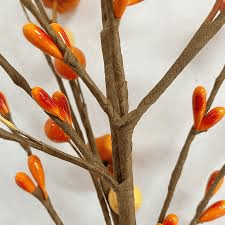 The Orange Stems: Economic Importance, Uses, and By-Products The Orange Stems: Economic Importance, Uses, and By-Products