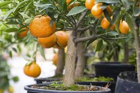 The Orange Stems: Economic Importance, Uses, and By-Products The Orange Stems: Economic Importance, Uses, and By-Products