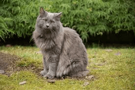 Complete List of Popular Grey Cat Breeds (Gray Cat Breeds) with Images