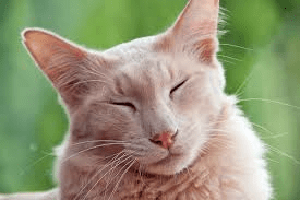 8 Hypo Allergenic Cat Breeds (Hypoallergenic Cats) and Care Guide