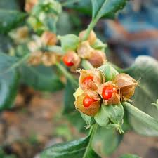 5 Avantages pour la Santé de l'Ashwagandha (Withania somnifera)