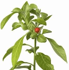 5 Avantages pour la Santé de l'Ashwagandha (Withania somnifera)