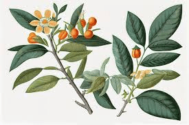 5 Avantages pour la Santé de l'Ashwagandha (Withania somnifera)