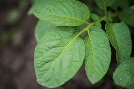 The Potato Leaves Economic Importance, Uses, and By-Products