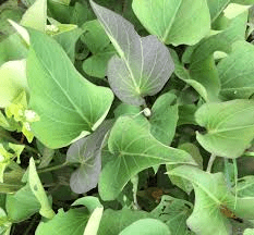 The Potato Leaves Economic Importance, Uses, and By-Products