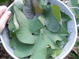 The Potato Leaves Economic Importance, Uses, and By-Products