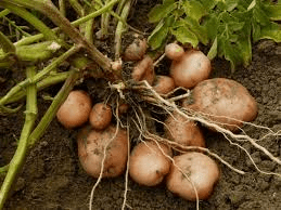 The Potato Roots Economic Importance, Uses, and By-Products